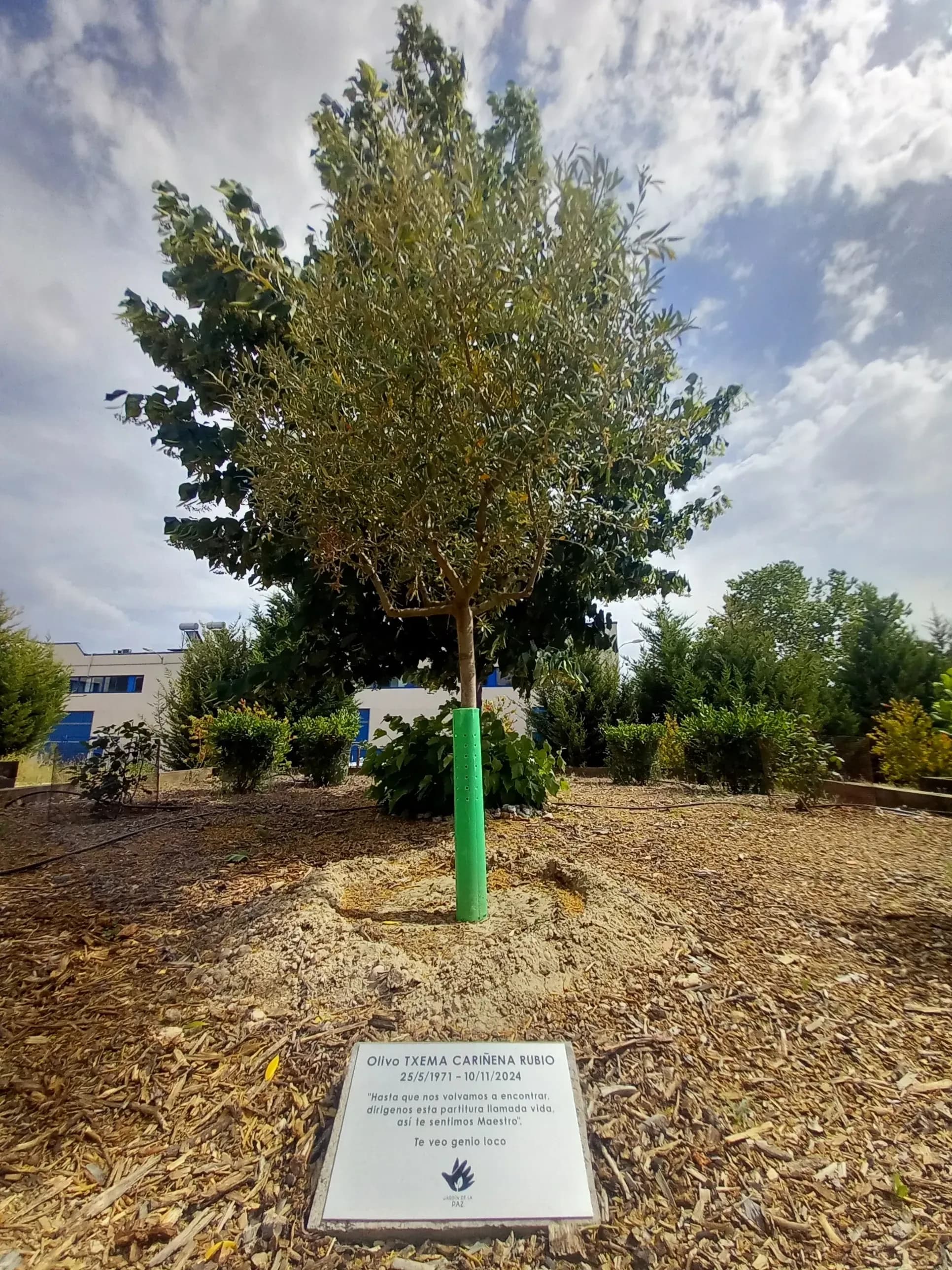 Cover Image for Un olivo en memoria de Txema Cariñena